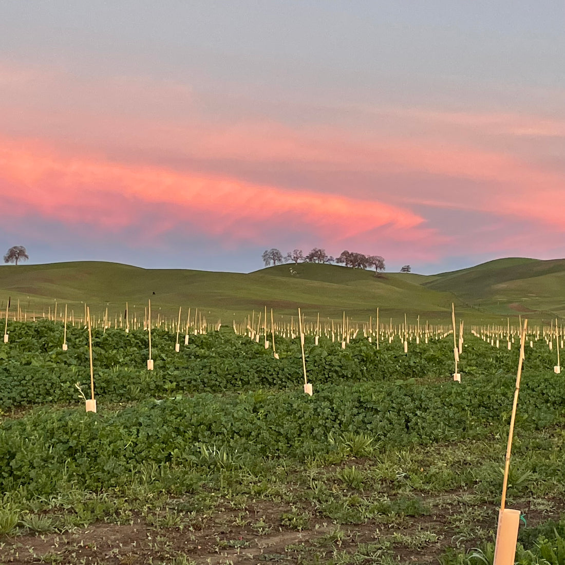 How do they get the rows so straight???