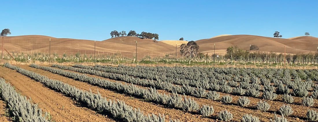 What the heck is a cover crop?