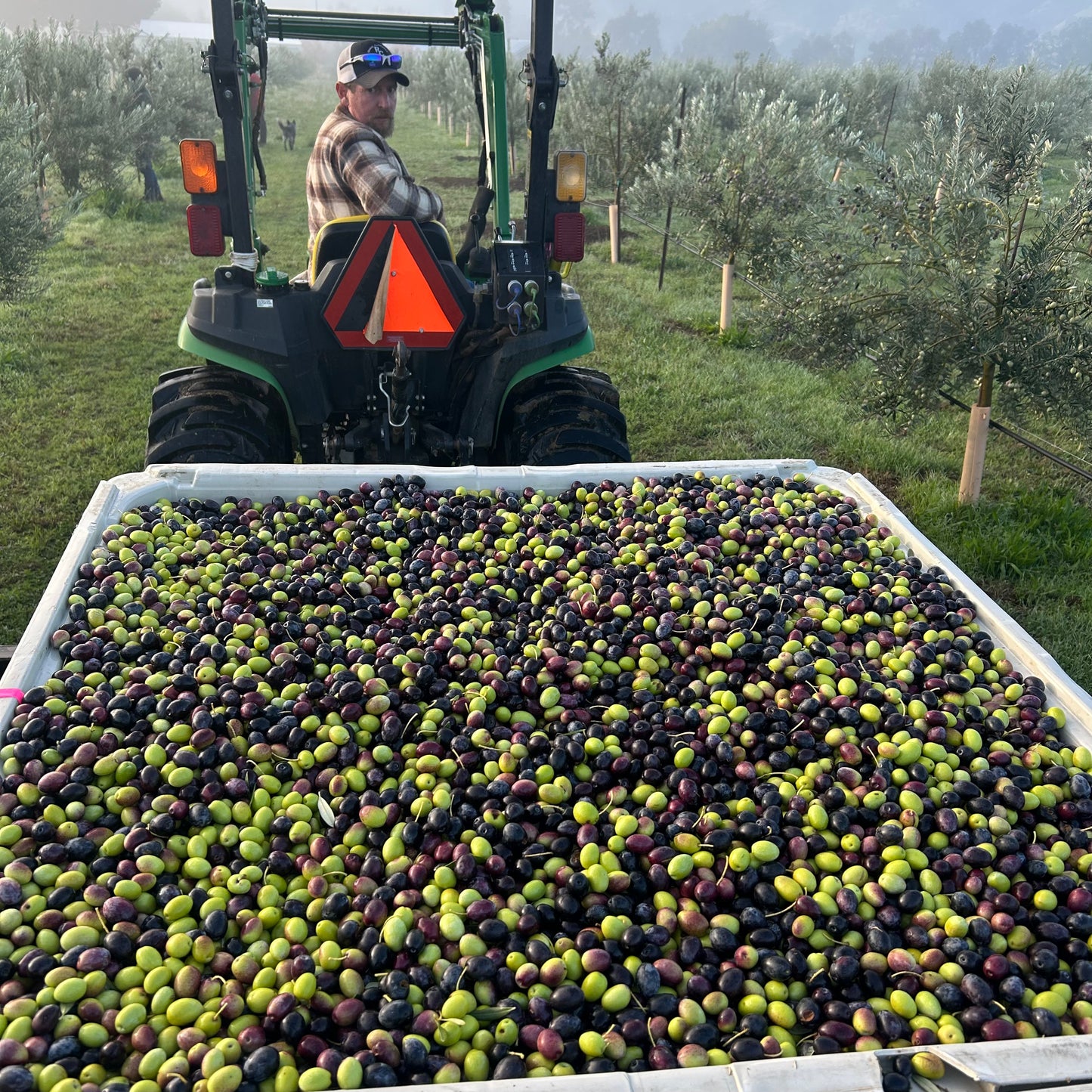 CAPAY VALLEY OLIVE OIL