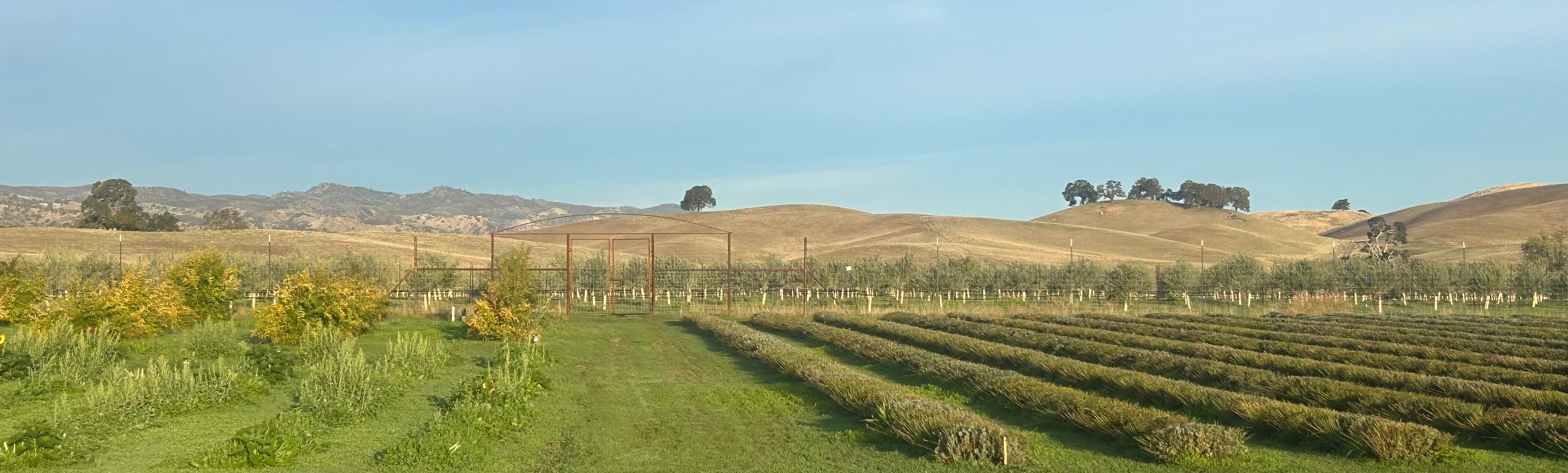 A Wonderful Fall Time – Capay Valley Lavender