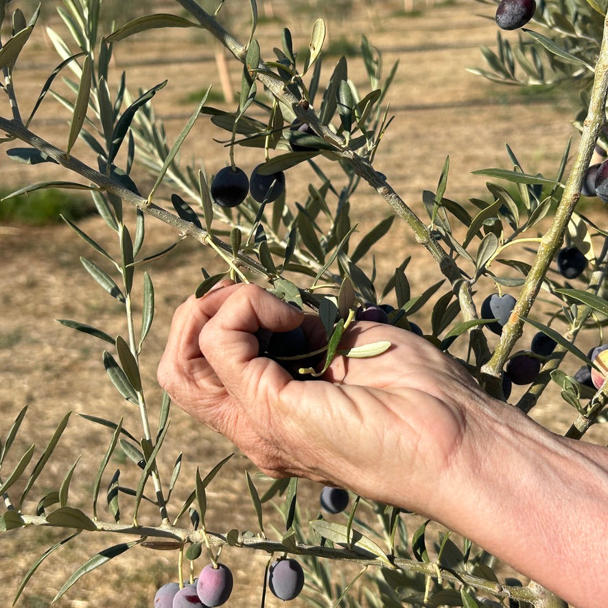 "Olive" to Learn and Grow