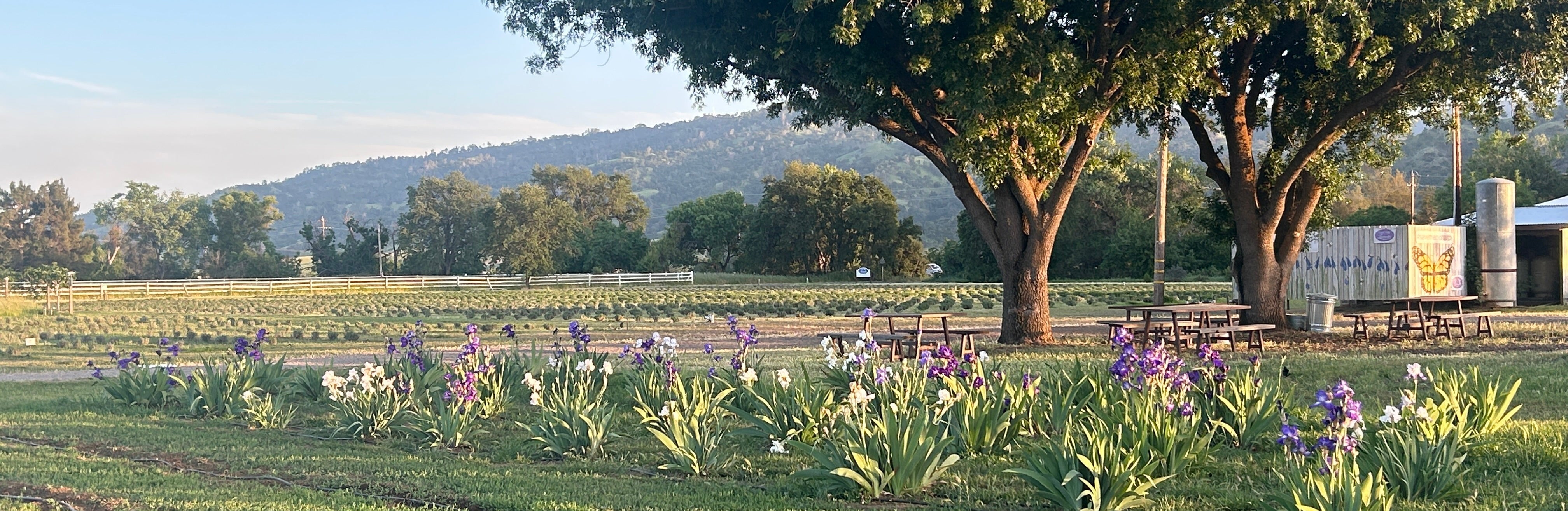 TOURS & EVENTS – Capay Valley Lavender