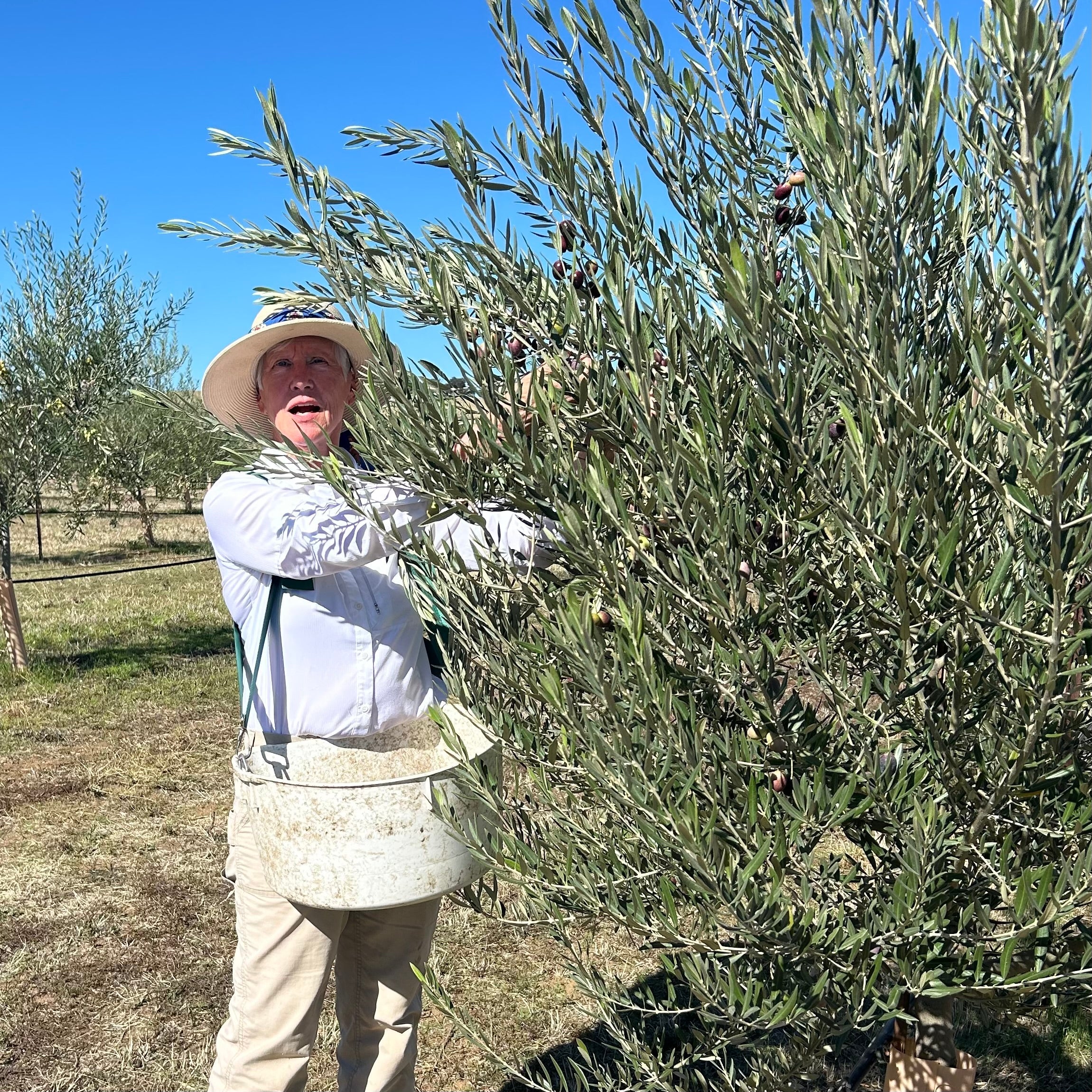 OLIVE OIL