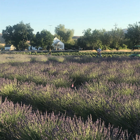 FARM TOUR + TASTING