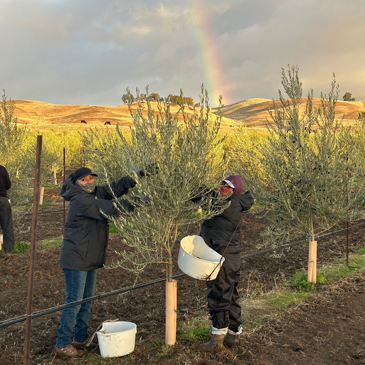 CAPAY VALLEY OLIVE OIL