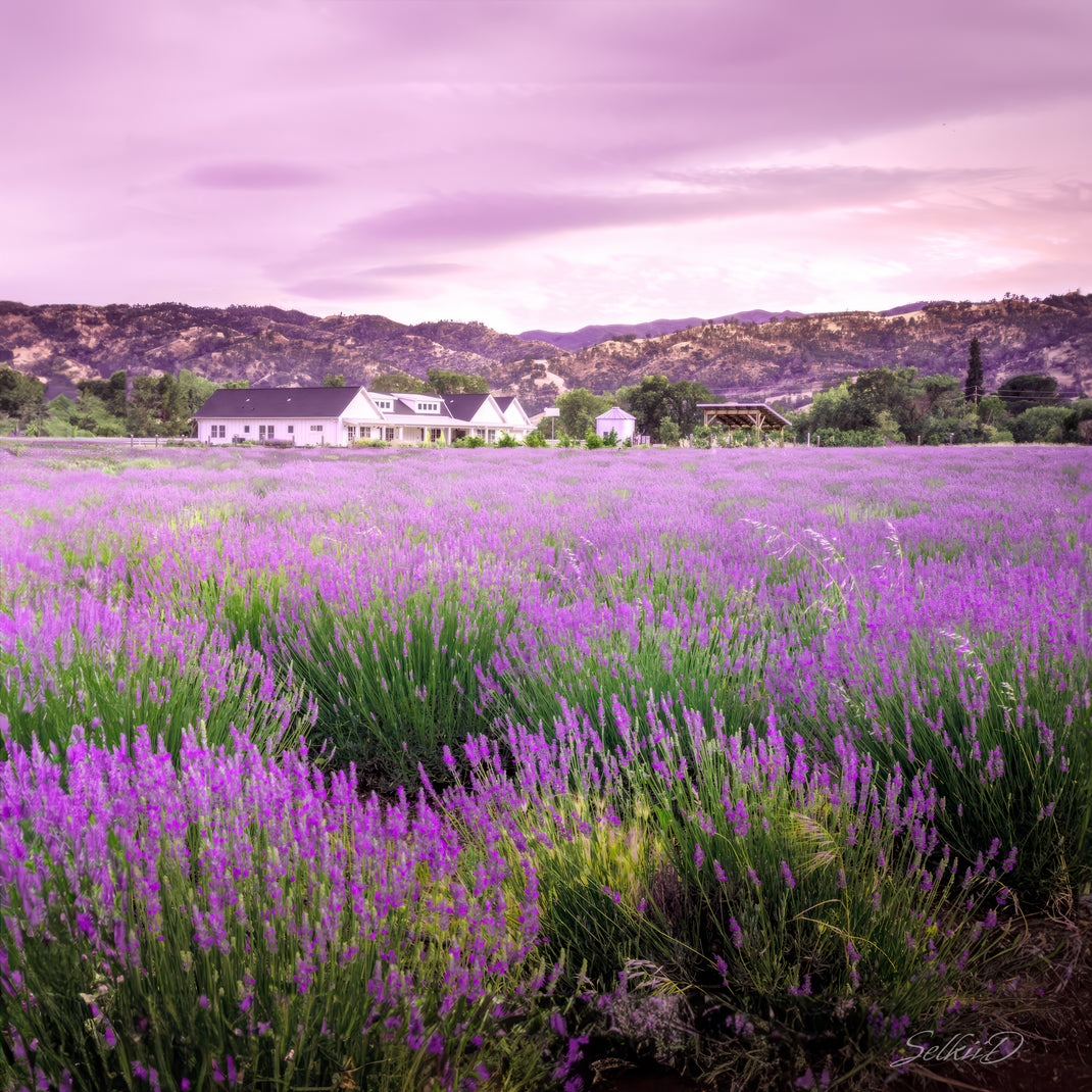 Explore The Farm – Capay Valley Lavender